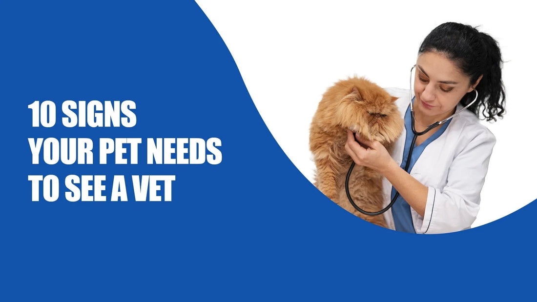 Zigly vet examines fluffy brown cat, text reads 10 signs your pet needs to see a vet