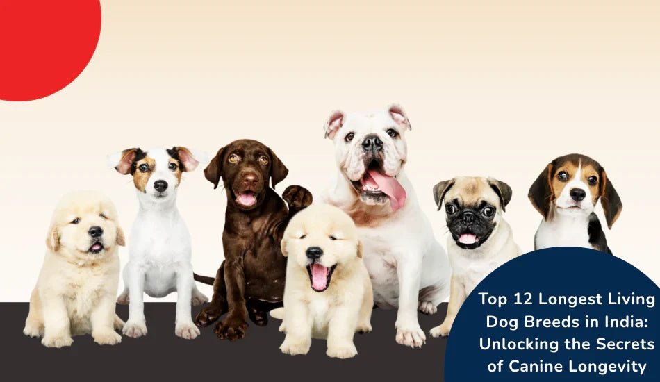 Group of various dog breeds sitting together, zigly, top 12 longest living dog breeds India