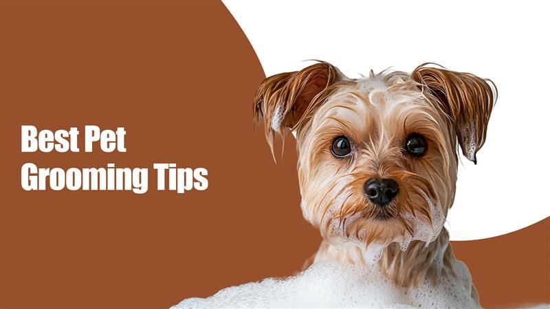 Zigly pet grooming tips with cute brown dog in bubble bath on white and brown background