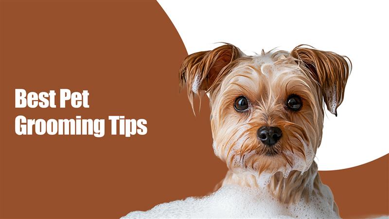 Best Pet Grooming Tips
