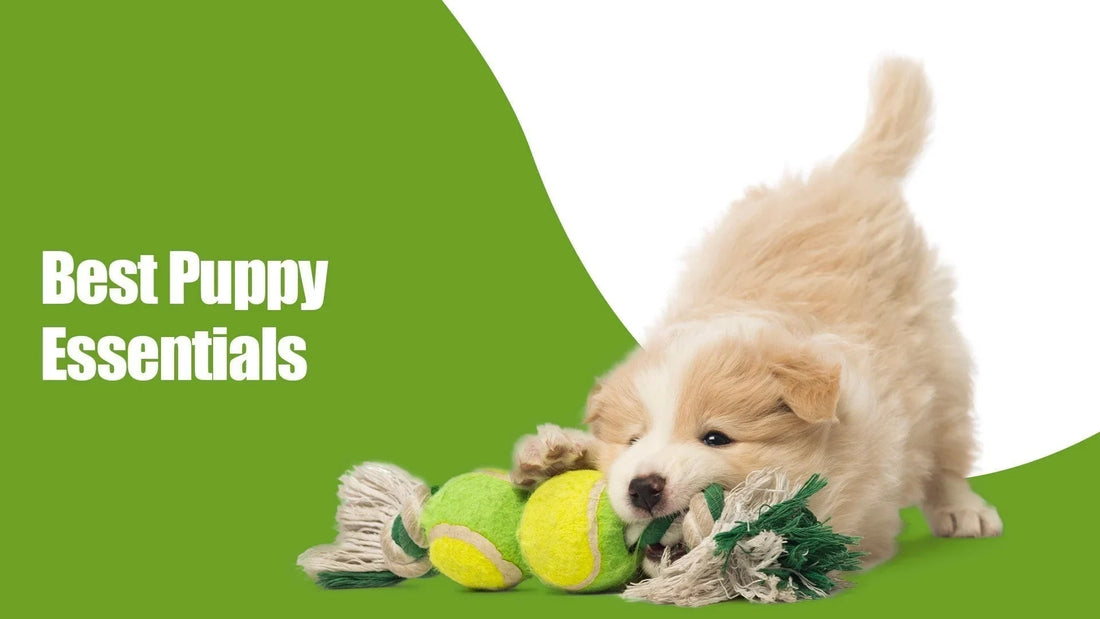 Zigly best puppy essentials, cute fluffy puppy playing with rope and tennis ball on green background