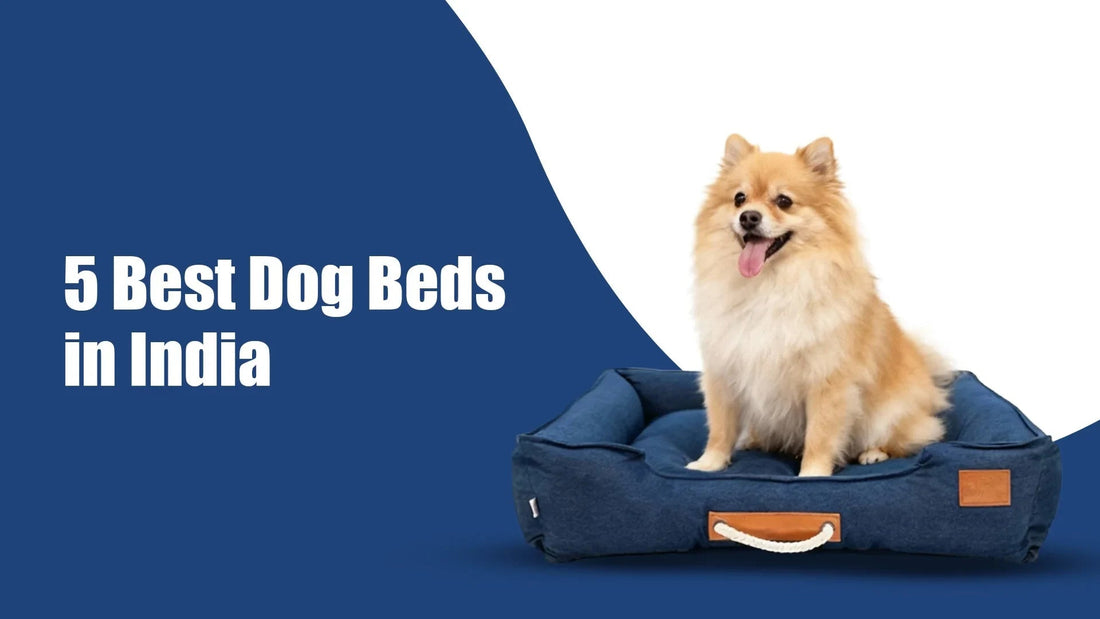 Fluffy dog sitting on a blue dog bed, Zigly, with 5 Best Dog Beds in India text on blue background