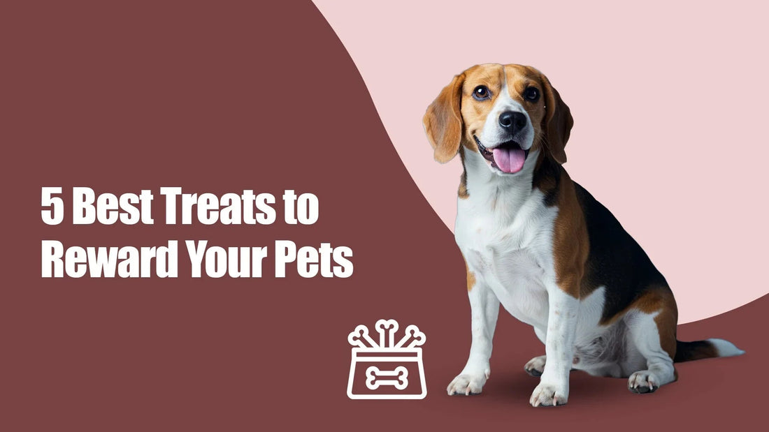 Happy beagle dog with Zigly 5 best pet treats text on pink and brown background