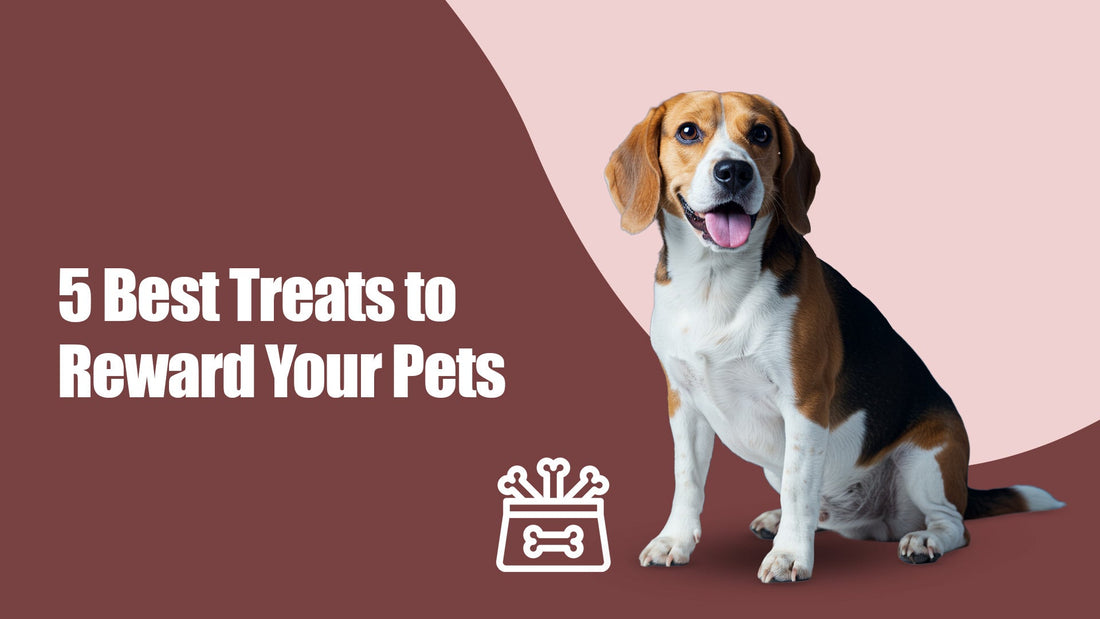 5 Best Treats for Reward-Based Training