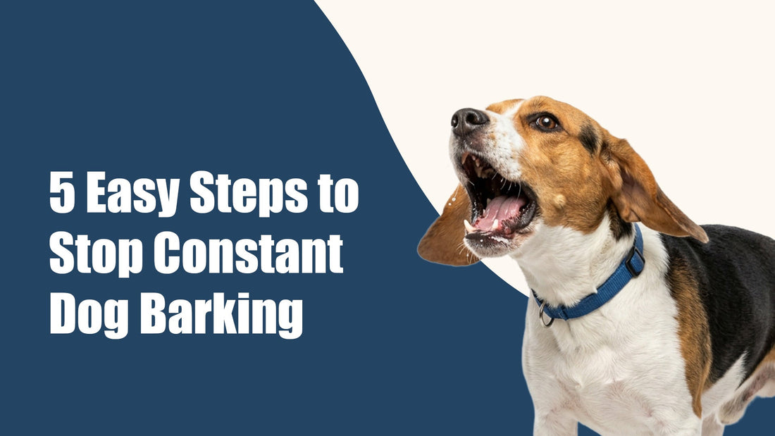 5 Easy Steps to Stop Constant Dog Barking