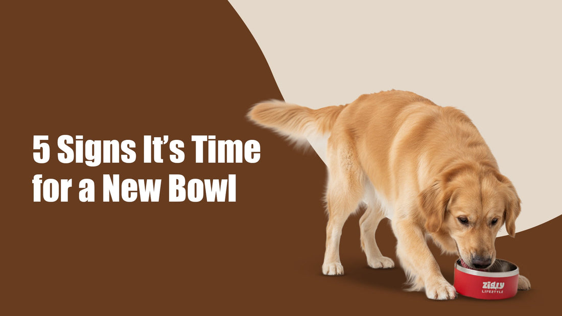 5 Signs It’s Time to Replace Your Dog’s Bowl