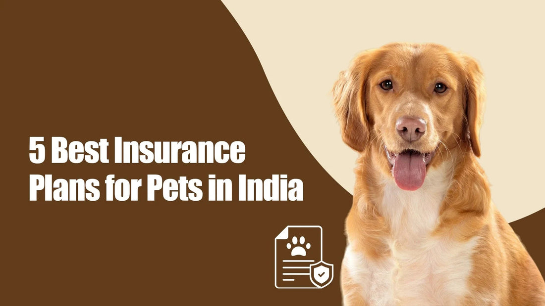 Zigly pet insurance India banner with happy dog and text 5 best insurance plans for pets