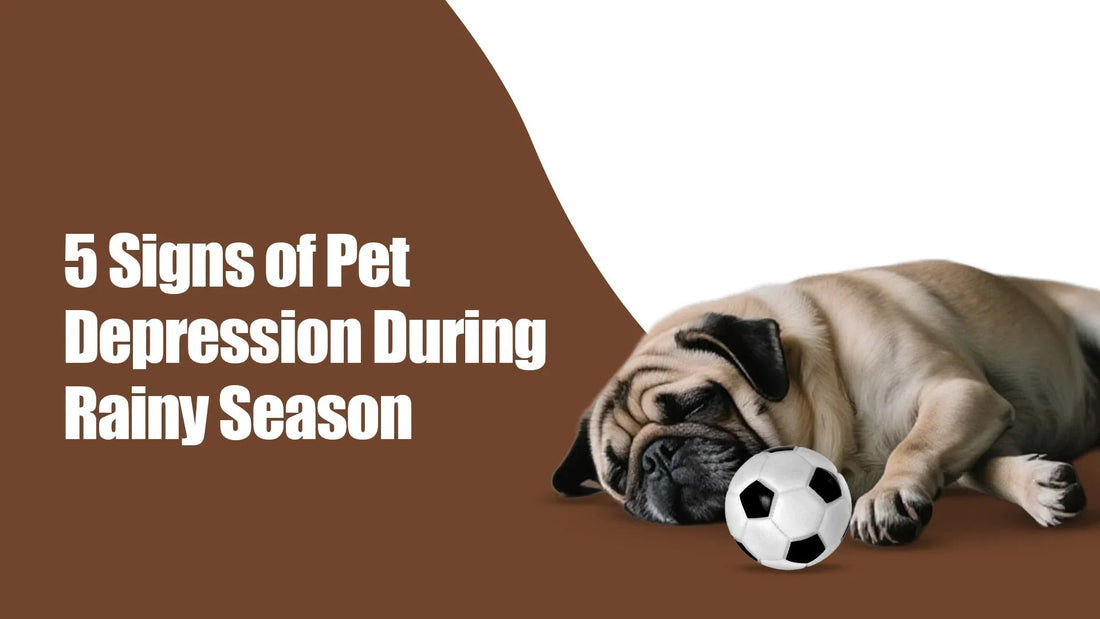zigly sad pug lying with soccer ball, 5 signs of pet depression during rainy season
