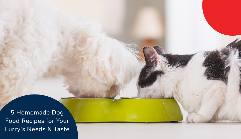 5 Homemade Dog Food Recipes for Your Furry's Needs & Taste