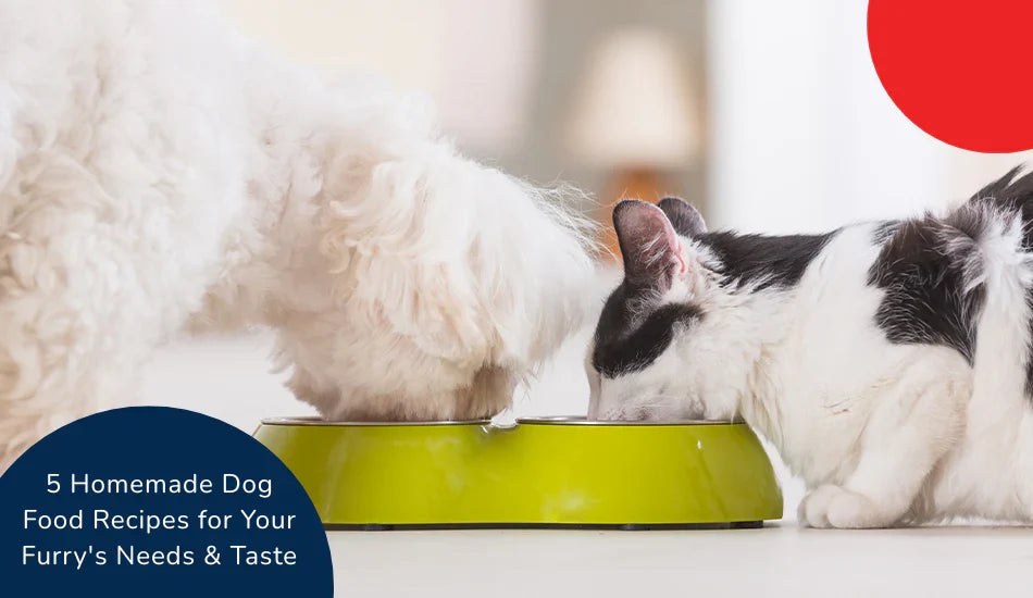 Dog and cat eating homemade food from green bowl, Zigly pet recipes for healthy pets