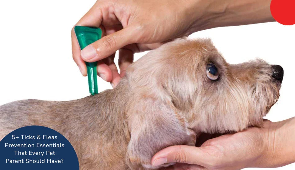 Applying tick and flea prevention to dog with text overlay, zigly pet care essentials