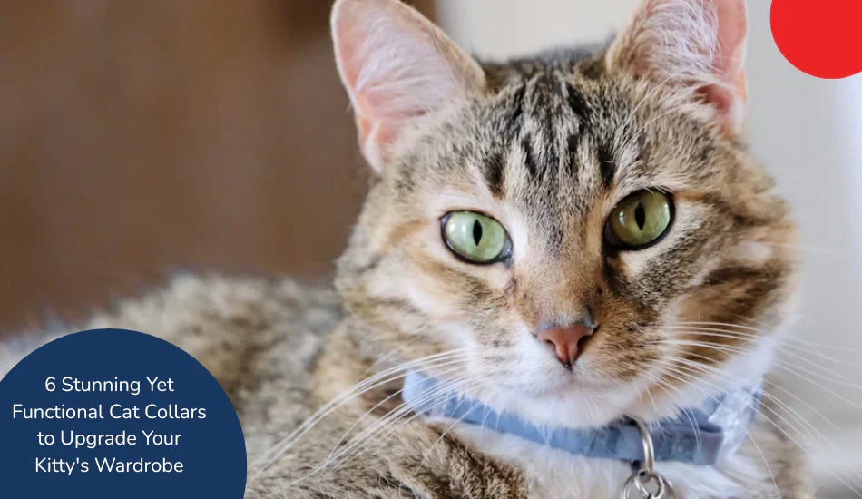 Tabby cat wearing blue collar, zigly cat collars, stylish functional pet accessory