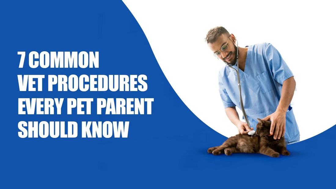 Zigly vet examines black cat with stethoscope, 7 common vet procedures text on blue background