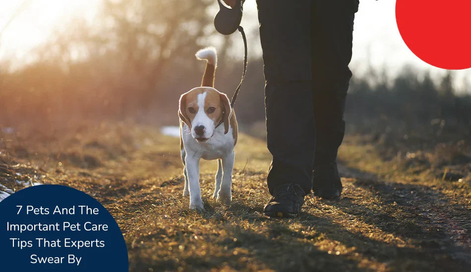 Person walking dog outdoors at sunset, pet care tips text, zigly branding visible