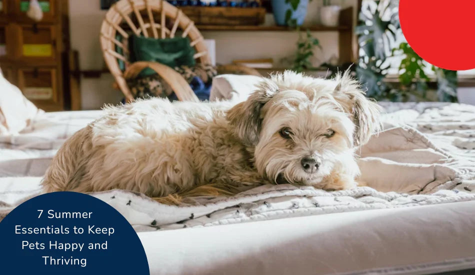 Zigly small dog relaxing on bed in sunlit room, summer pet care essentials.