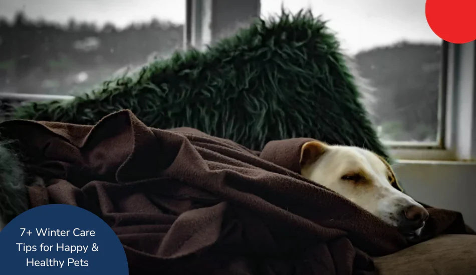Dog cozy under blanket indoors, winter pet care tips from zigly in comfortable home setting.