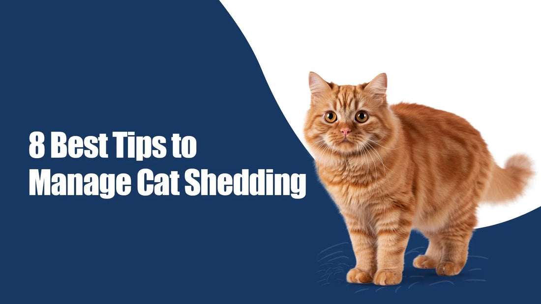 Orange tabby cat with '8 best tips to manage cat shedding' text, Zigly cat care guide
