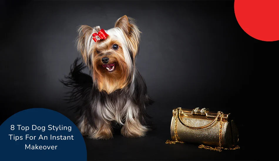 Yorkshire Terrier with red bow and gold purse on black background, zigly dog styling tips