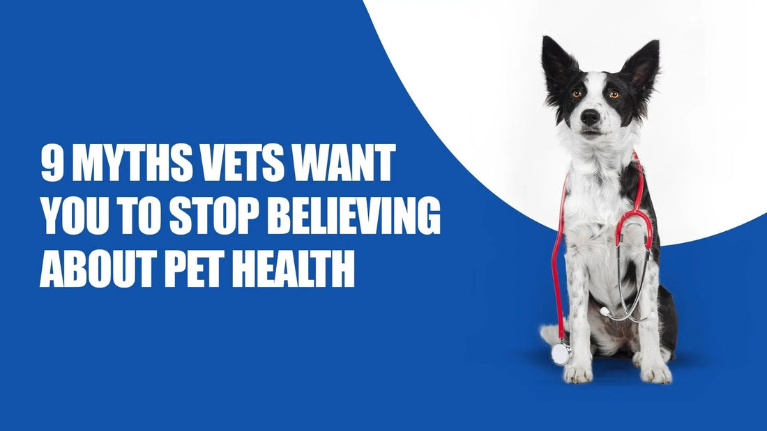 Zigly pet health myths graphic with Border Collie dog wearing stethoscope on blue background