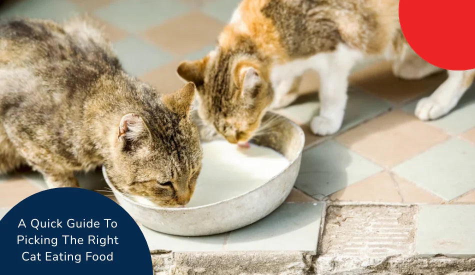 Two cats drinking milk from a metal bowl on tile floor, zigly cat food guide visible