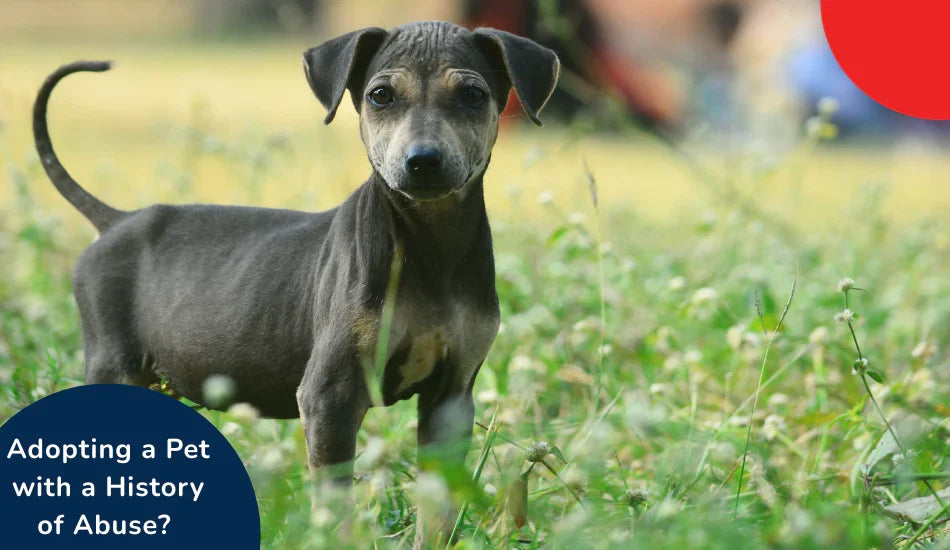 Rescue dog standing in green grass, zigly pet adoption, support for abused pets
