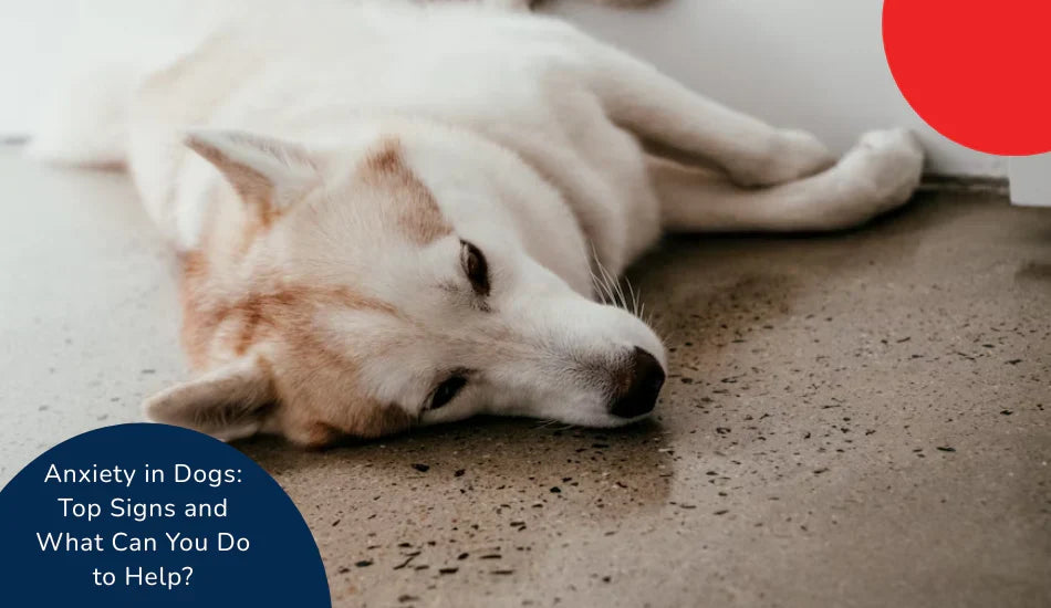 Sad dog lying on floor, anxiety in dogs article, Zigly pet wellness tips visible.