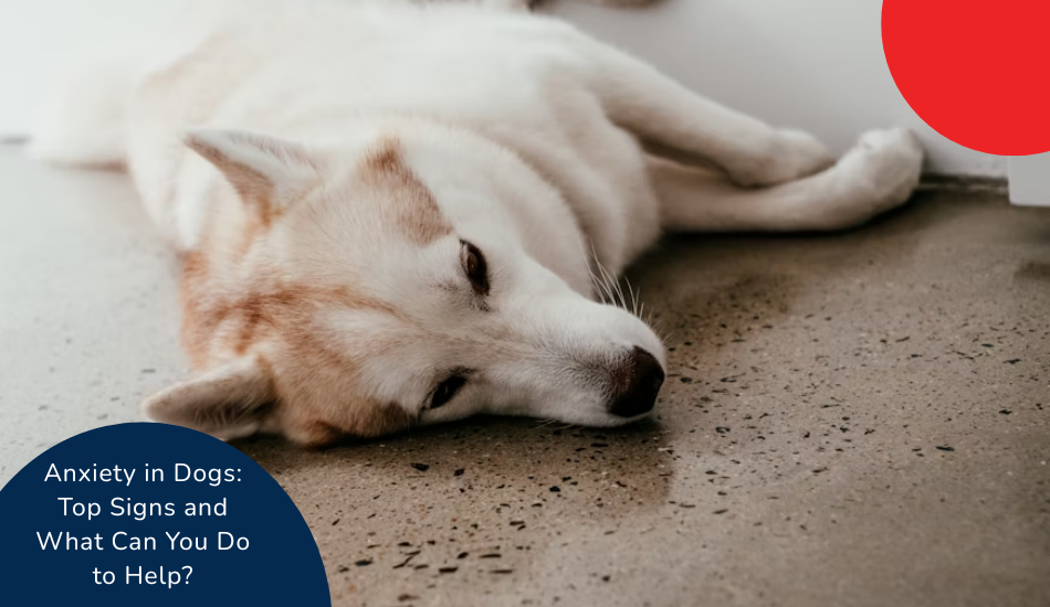anxiety-in-dogs-top-signs-and-what-can-you-do-to-help
