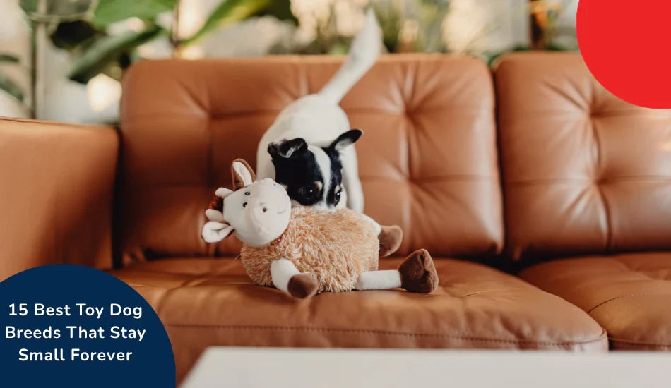 Small black and white toy dog on brown sofa with plush toy, zigly pet care recommendation.