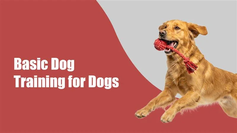 Golden retriever holding red rope toy jumping, basic dog training for dogs text, zigly