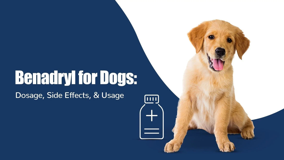 Golden retriever puppy, Benadryl for dogs info, dosage and side effects, Zigly branding