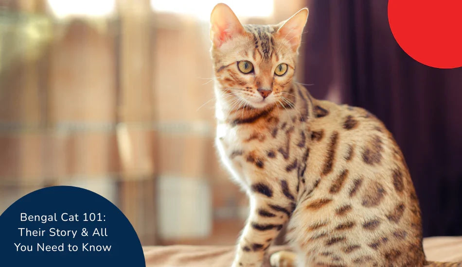 Bengal cat with spotted coat sitting indoors, zigly pet care guide