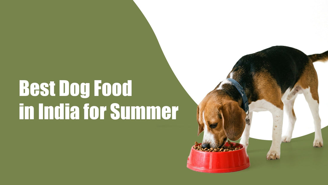 Best Dog Food in India for Summer: What to Feed Dogs in Hot Weather