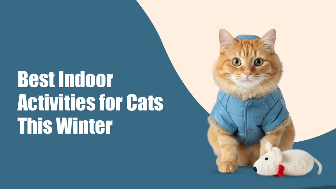 5 Best Indoor Activities for Cats This Winter