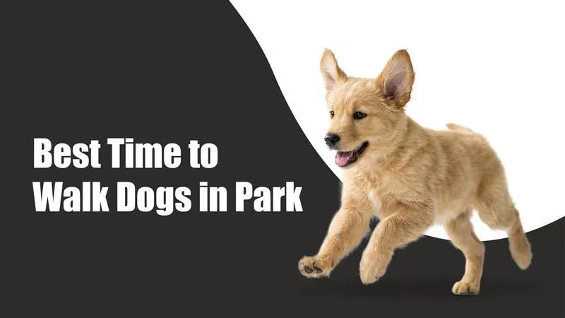 Best Time to Walk Dog in Summer: A Simple Guide for Pet Parents