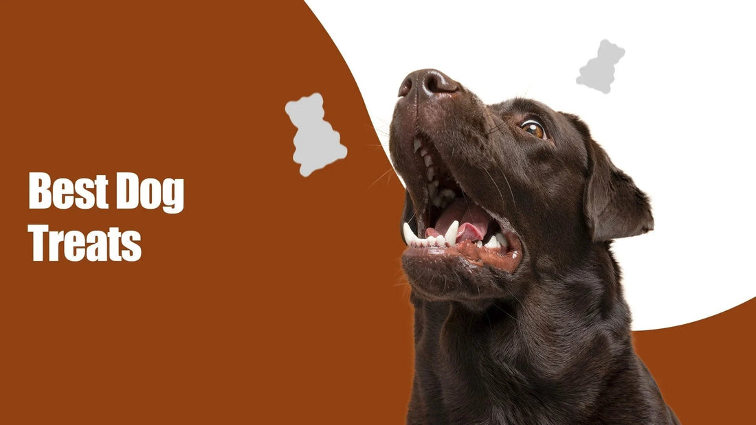 Happy chocolate lab looking up, Best Dog Treats text, Zigly dog treats promotion, brown background.