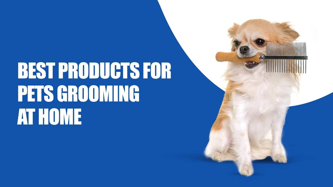 Small dog holding grooming comb on blue and white background promoting Zigly pet grooming products.