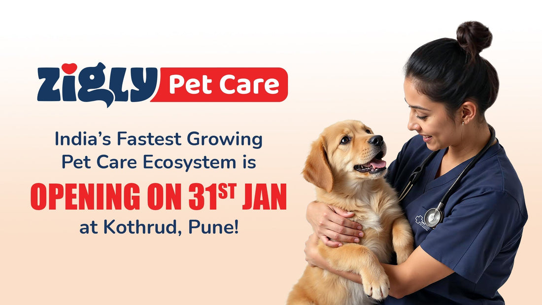 Zigly Pune: New Pet Care Centre Opens in Kothrud
