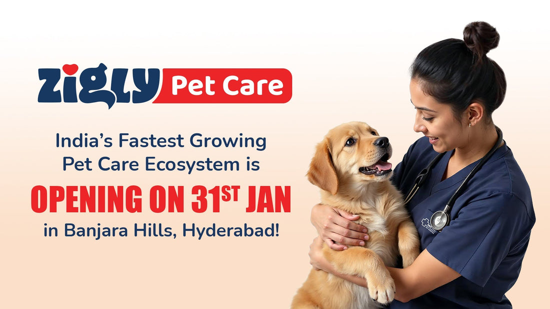 Zigly Hyderabad: New Pet Care Centre Opens in Banjara Hills
