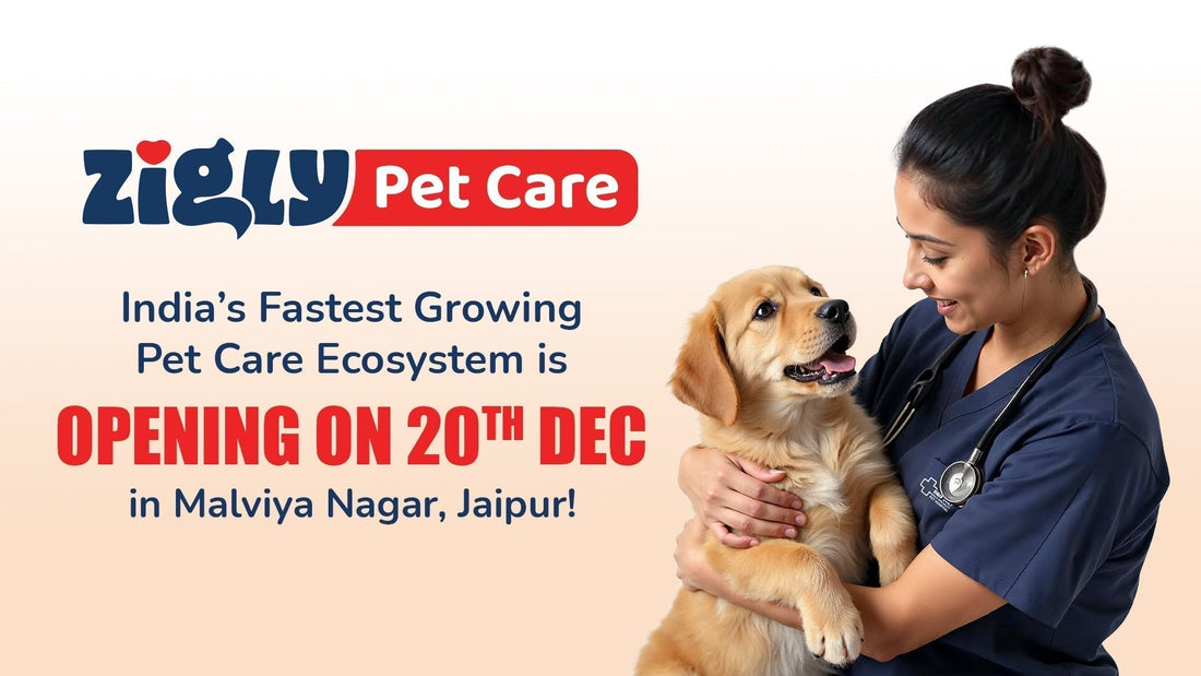Zigly Jaipur: New Pet Care Centre Opens in Malviya Nagar