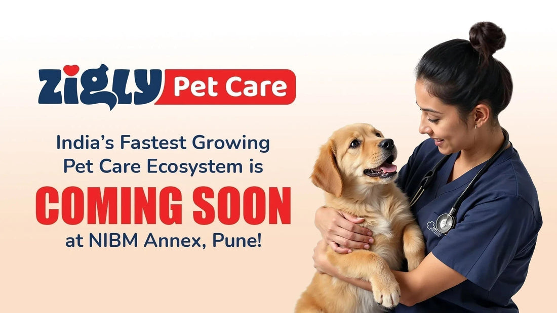Zigly Pet Care banner with veterinarian holding a happy puppy, Pune NIBM Annex opening soon