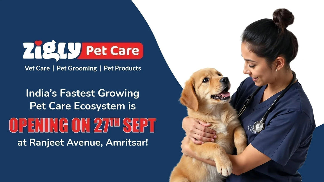 zigly pet care ad with female vet holding golden retriever puppy, Amritsar opening announcement