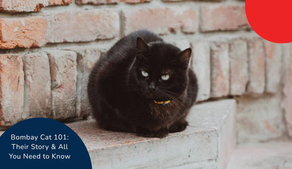 Bombay cat with black fur sitting on brick steps, zigly, outdoor pet photo