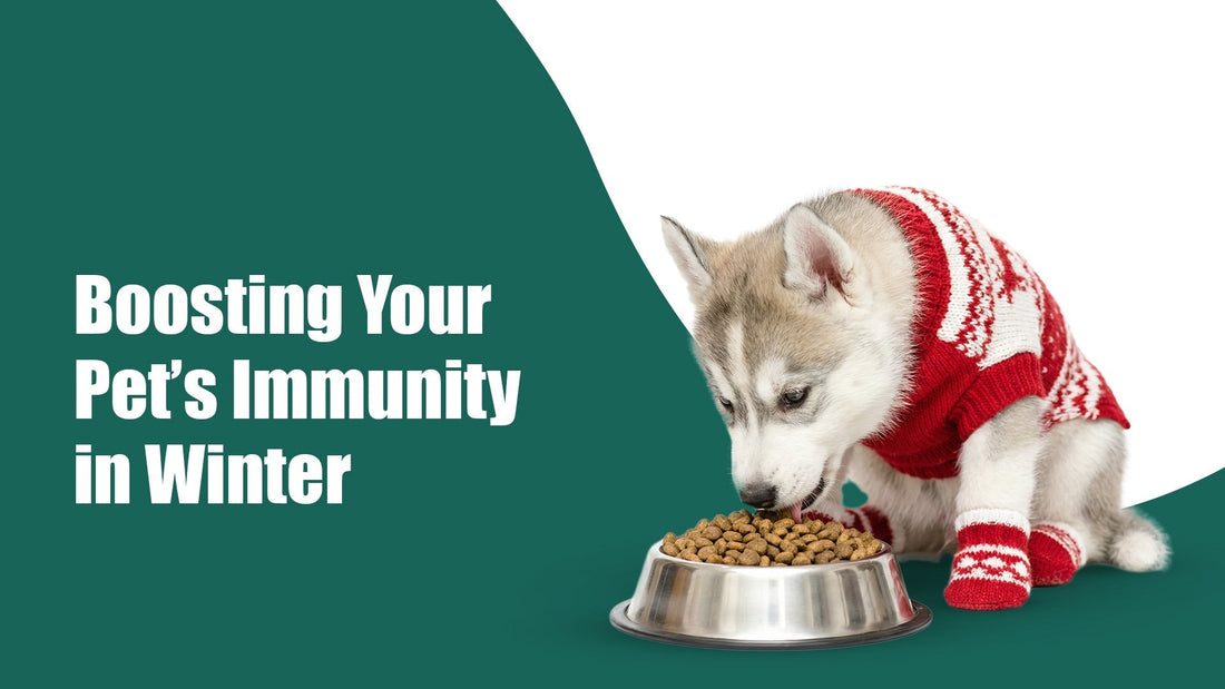 Boosting Your Pet’s Immunity This Winter: Vet-Approved Guide