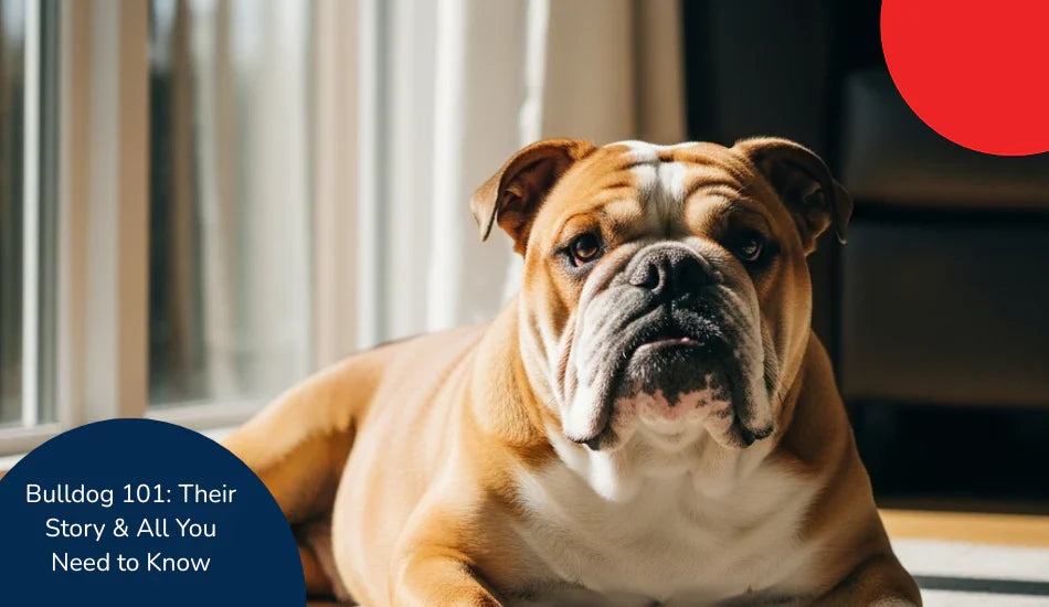 Bulldog lying on floor in sunlight near window, zigly, Bulldog 101 guide text visible