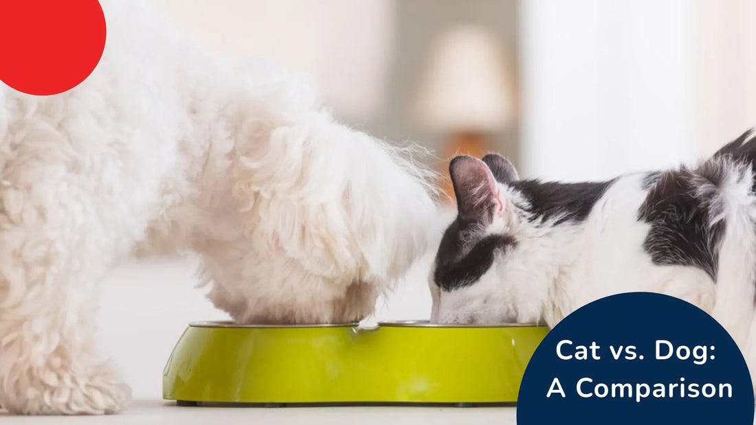 Zigly cat and dog eating together from green bowl indoors, pet comparison image