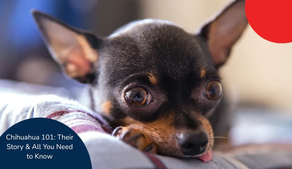 Cute Chihuahua dog lying on a bed, zigly pet care, large eyes, close-up photo