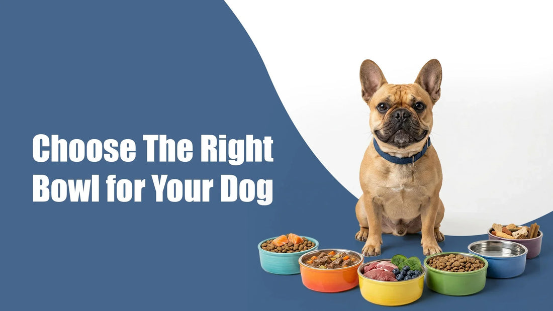 Stainless Steel and Insulated Dog Bowls: What’s the Real Difference?