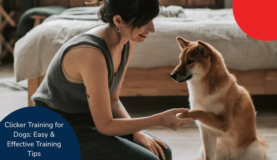 Woman training dog with clicker technique in bedroom, effective zigly dog training tips