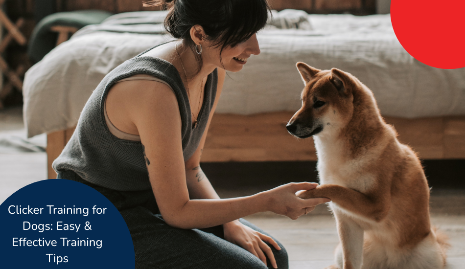 clicker-training-for-pets-introduction-to-clicker-training-its-effectiveness-in-teaching-new-behaviours-and-tricks-to-pets
