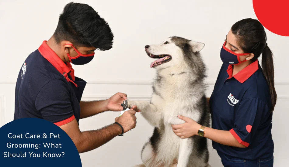 Zigly pet groomers in uniform trimming Siberian Husky dog's nails during coat care grooming